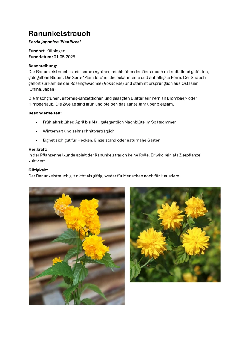 Herbarium Ranunkelstrauch