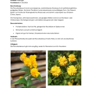 Herbarium Ranunkelstrauch