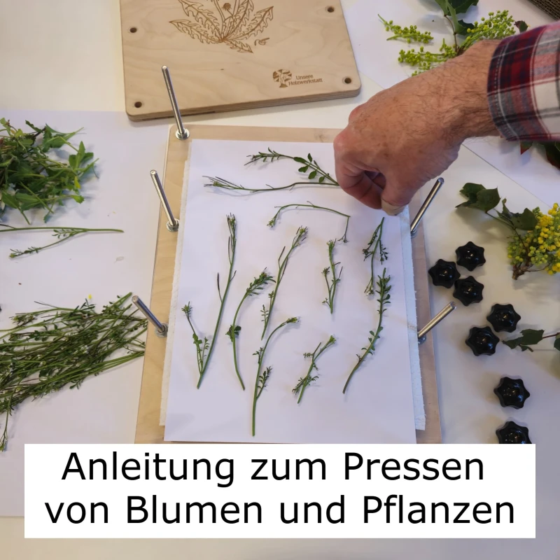 Anleitung zum Pressen von Blumen und Pflanzen