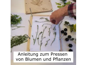 Anleitung zum Pressen von Blumen und Pflanzen