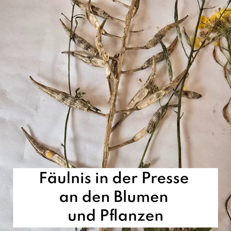 Häufige Fehler beim Blumenpressen - und wie man sie vermeidet