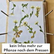 Häufige Fehler beim Blumenpressen - und wie man sie vermeidet