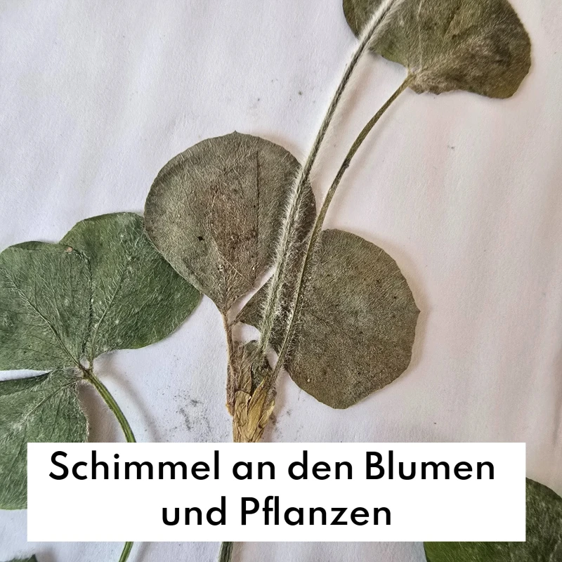 Häufige Fehler beim Blumenpressen - und wie man sie vermeidet