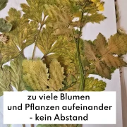 Häufige Fehler beim Blumenpressen - und wie man sie vermeidet