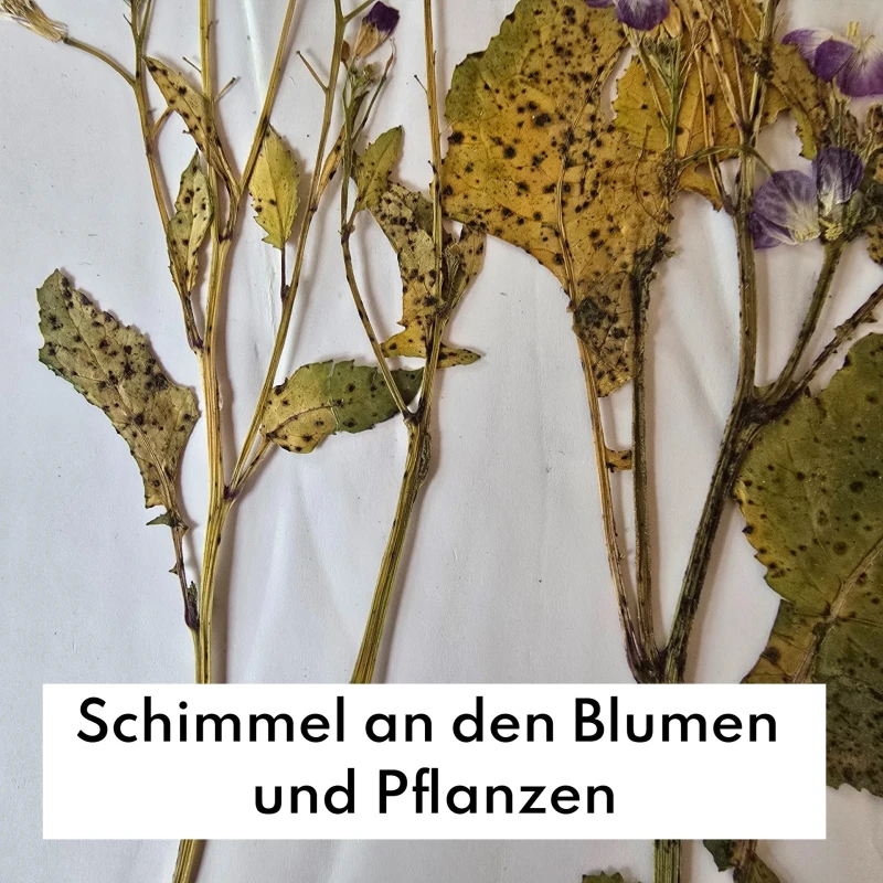 Häufige Fehler beim Blumenpressen - und wie man sie vermeidet