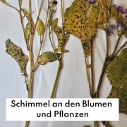 Häufige Fehler beim Blumenpressen - und wie man sie vermeidet
