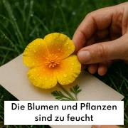 Häufige Fehler beim Blumenpressen - und wie man sie vermeidet