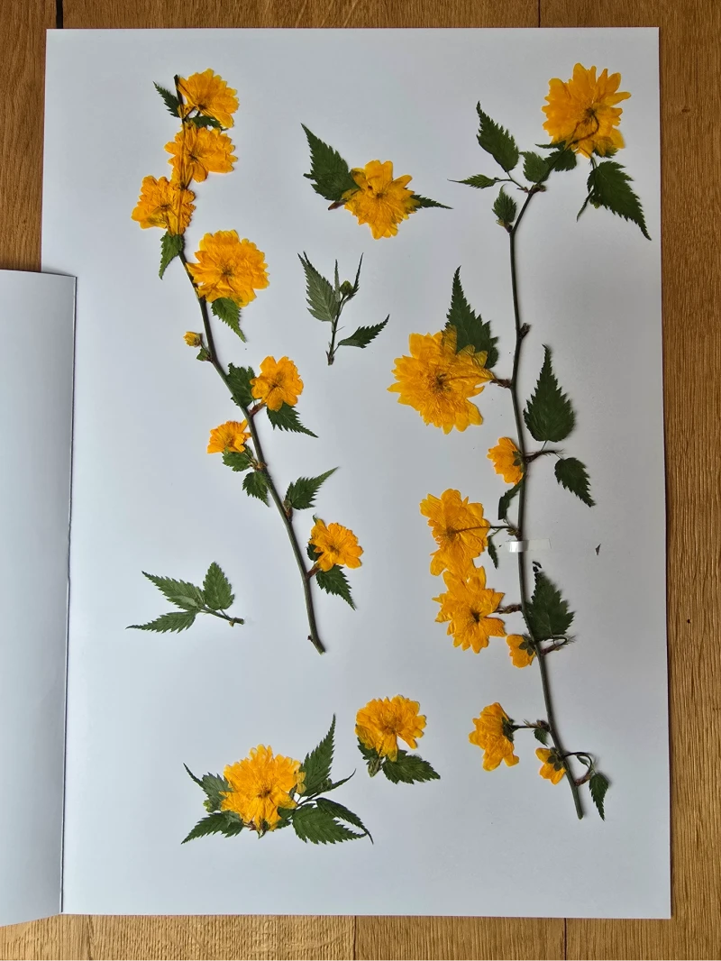 Herbarium Ranunkelstrauch