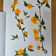 Herbarium Ranunkelstrauch