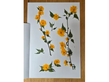 Herbarium Ranunkelstrauch