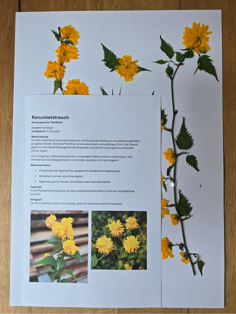 Herbarium Ranunkelstrauch