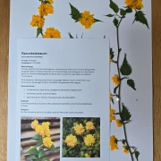 Herbarium Ranunkelstrauch